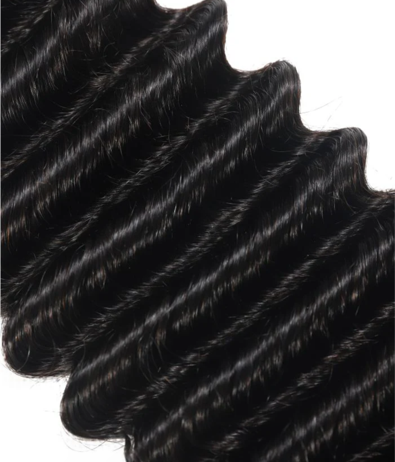 TISSAGE BURMESE ITALIAN CURL